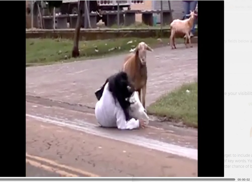 Crazy Goat Terrorizes People in the streets!