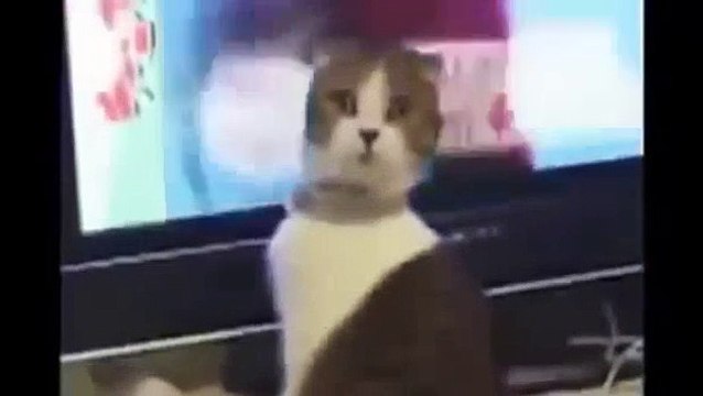 Chats drôles Vidéos Essayez de ne Pas Rire Que vous Faire Rire si fort