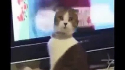 Chats drôles Vidéos Essayez de ne Pas Rire Que vous Faire Rire si fort