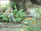 Monkeys and their Kids - Video Dailymotion