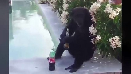 Monkeys can really behave like men - Видео Dailymotion
