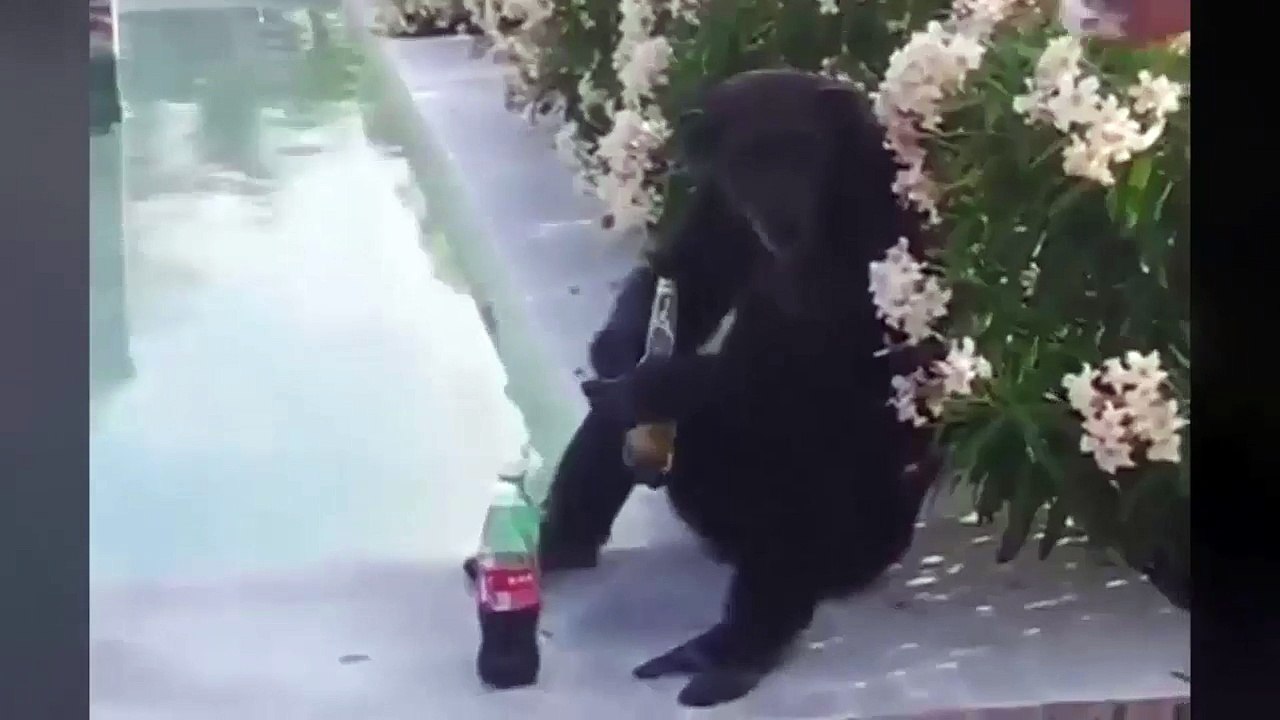 Monkeys can really behave like men - Видео Dailymotion