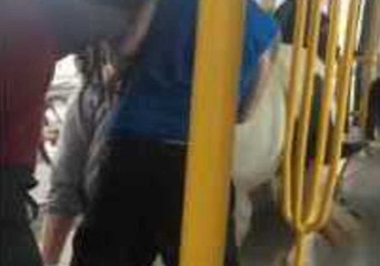 Horse Uses Public Transport to Travel in Style