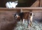 Barn Cat Is Unimpressed by Giddy Goats