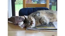Funny Dove Tries To Wake Up Sleepy Cat | CatNips