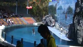 Dolphin and Beluga Show at Safari World Bangkok Thailand part1 (17/01/09)