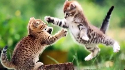 Music mashup fast forward with animal pictures