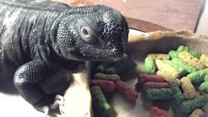 Erica captures a giant Uromastyx lizard in Saudi Arabia