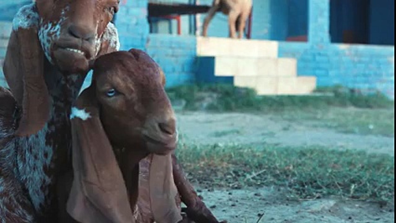 Life Of A Bakra