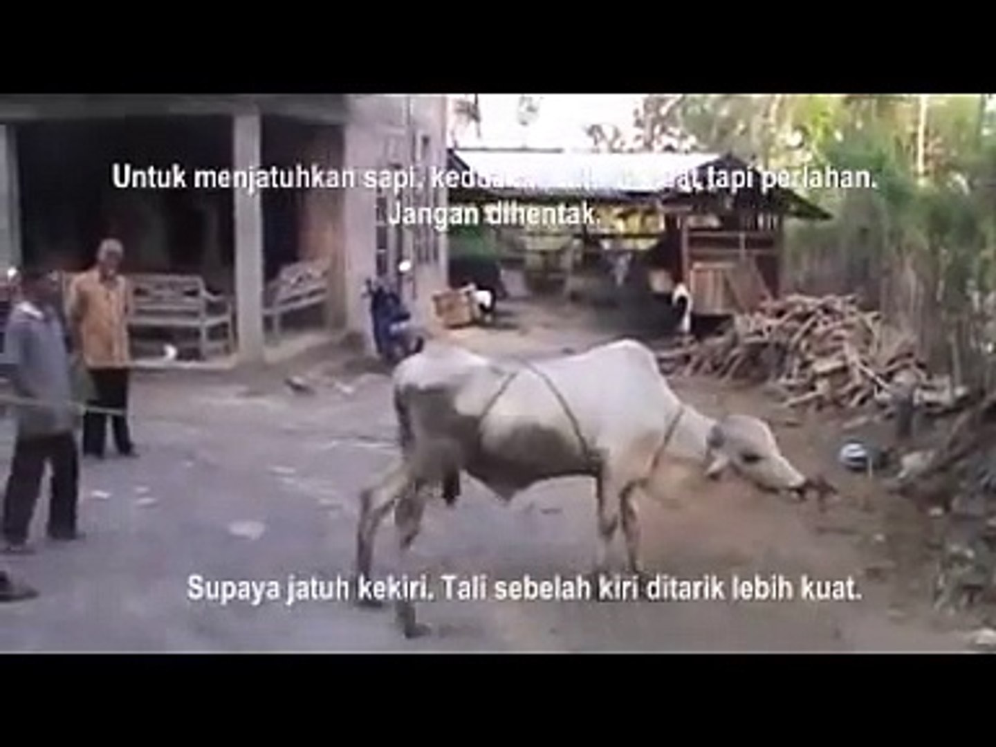 Cara Merobohkan Sapi Hanya Cukup Dengan Satu Orang Video