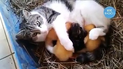 Vidéo Cute - Un chat prend soin de canatons