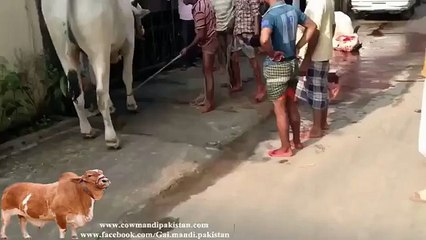 Dangerous kick by Angry cow - bakra eid video 2015