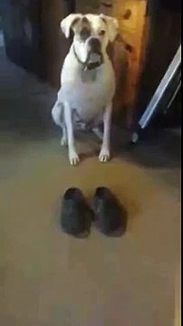 Un chien marche avec des crocs