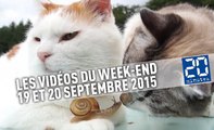 Deux chats et un escargot, une otarie asthmatique, une maman met la honte à son fils, et une chanson de soldat français...