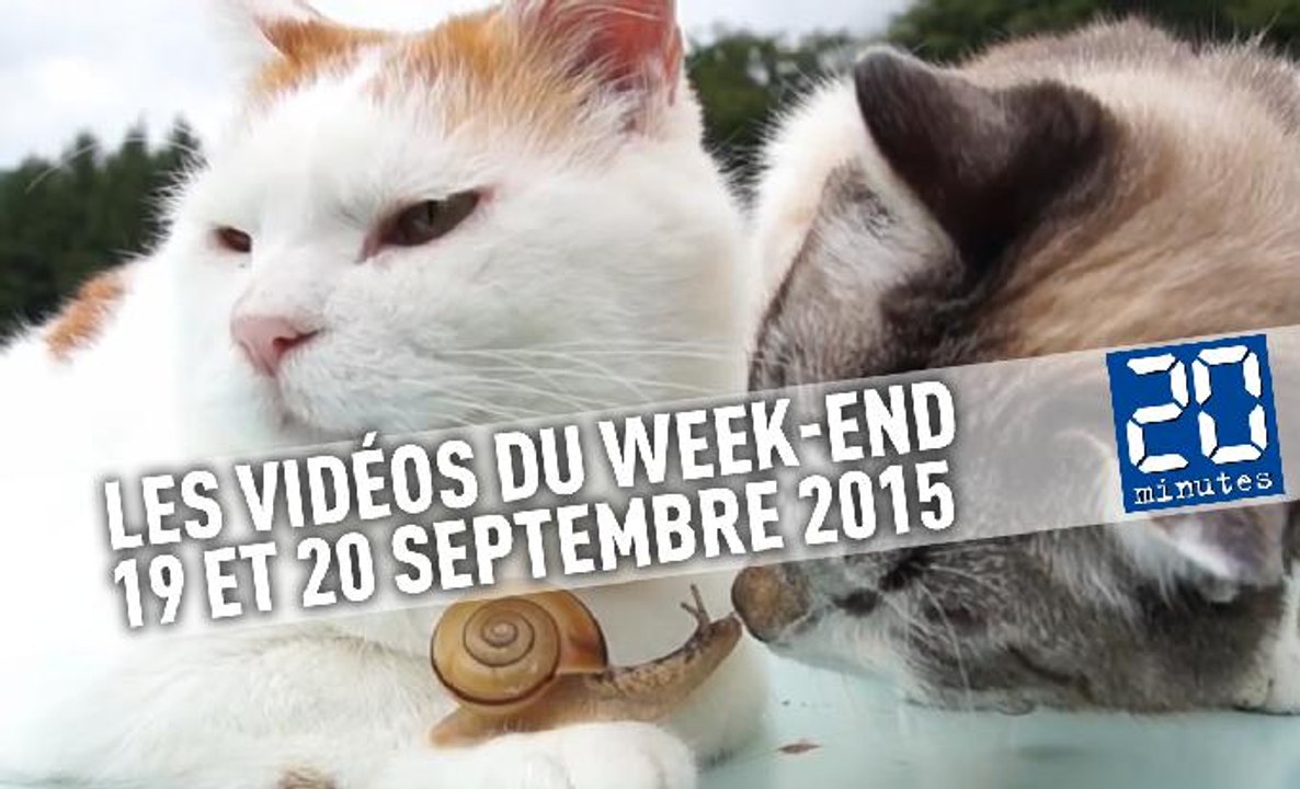 Deux chats et un escargot, une otarie asthmatique, une maman met la honte à son fils, et une chanson de soldat français...