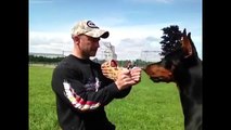 Incredibly Trained Doberman - VideosMunch