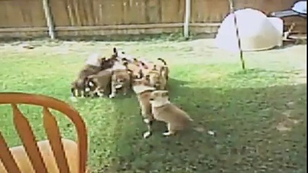 Dog and Cat