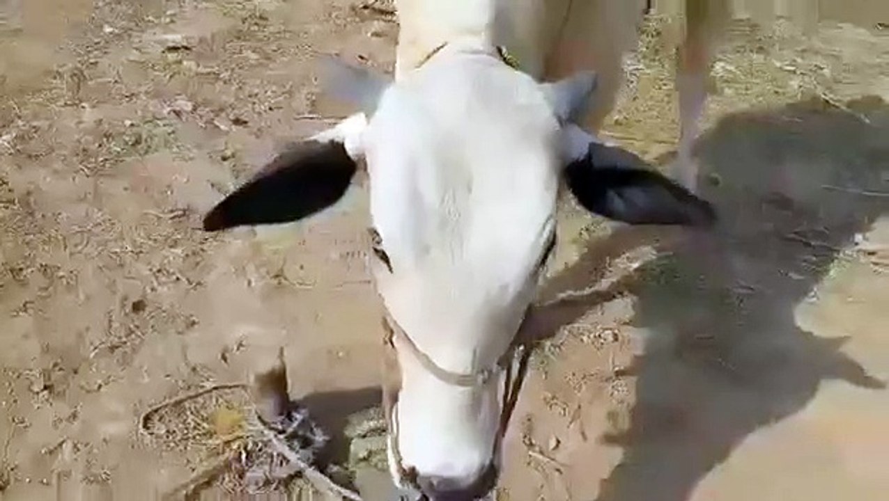 Is ki 2no eyes different hain