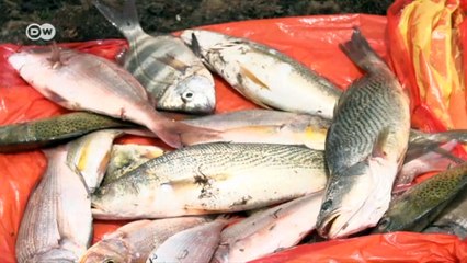 Fisch-App – Mathematik in und für Afrika | Projekt Zukunft