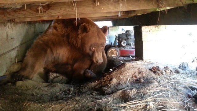 Duel de regards avec un ours caché sous une maison abandonnée