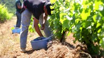 Worldwide Vineyards, Grapevine bud grafting  - Corporate