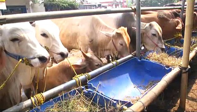 Endonezya'da lüks kurban pazarı