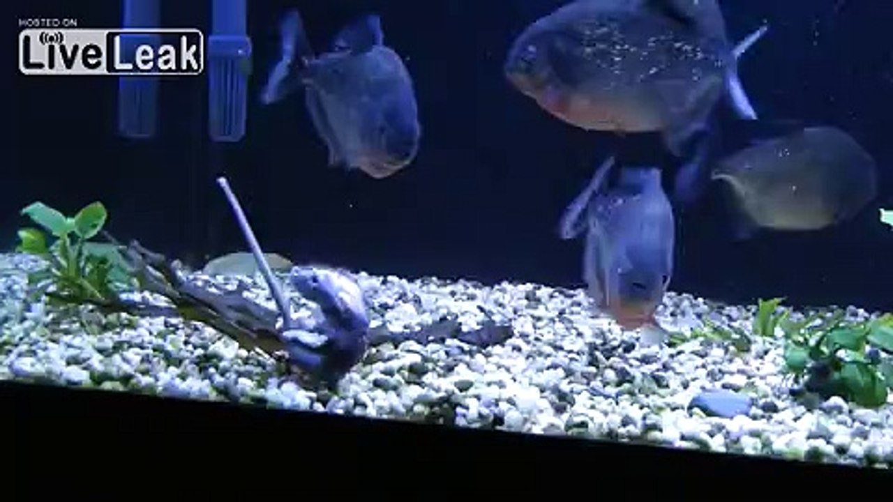 PIRANHAS VS RAT  [HQ]