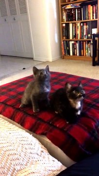 Kucing Nyanyi - Turn Down Untuk Apa Video (lucu, kucing lucu/anak kucing menari) (ASLI)