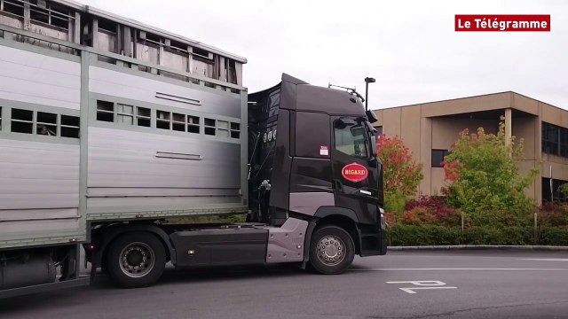 Quimperlé. Crise du porc. Si Bigard persiste, l'hiver va être très chaud