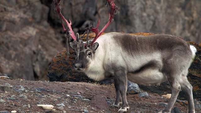 Carnet du Grand Nord - Vincent Munier photographe