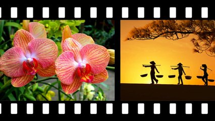 Việt Nam Nước Tôi by Trầm Thiên Thu