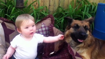 Drôles De Vidéos De Chats Drôles Blagues Drôles Vidéos Drôles DAnimaux Drôles De Chiens