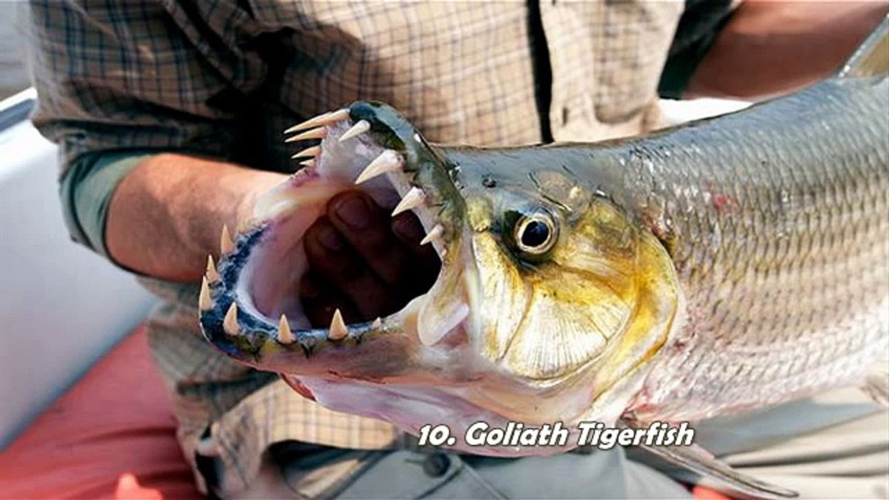 World Top Ten Terrifying Killer Fish