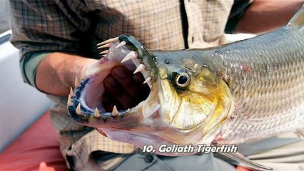 World Top Ten Terrifying Killer Fish