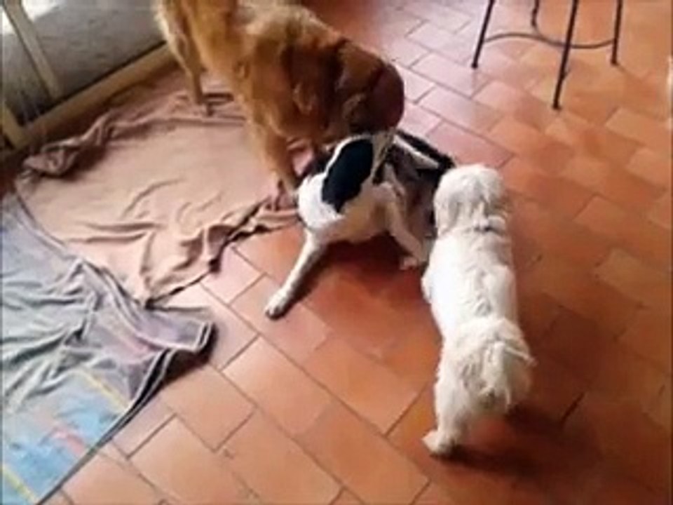 jeu chiens