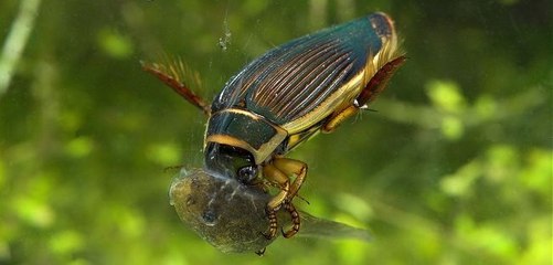 Insectos acuáticos