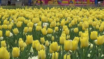 Floriade, Canberra, 18 Sep 2015