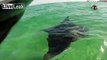 Kayaker Trying to Catch Footage of Manta Ray is Knocked in the Water by 11ft Hammerhead