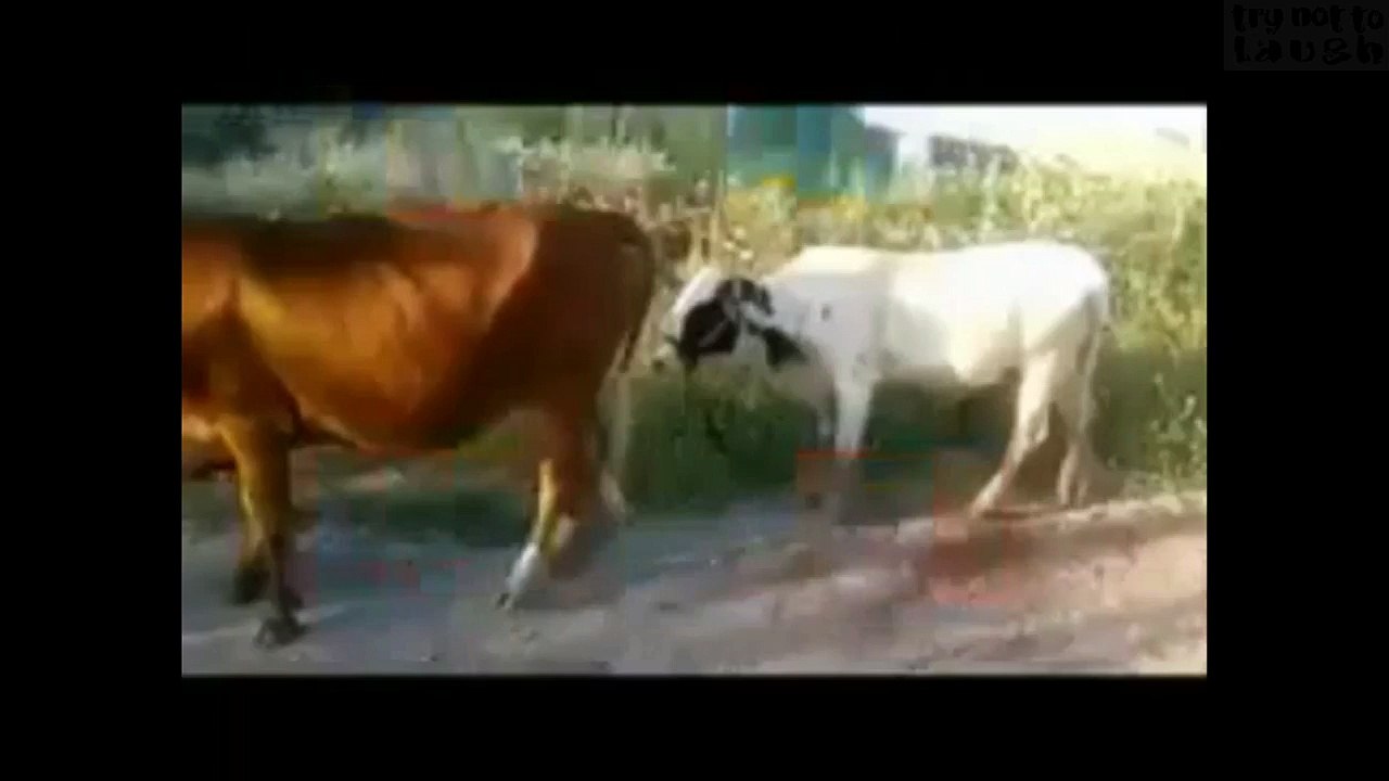 funny cow and bull mating─影片 Dailymotion