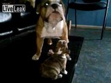 Buttley English Bulldog Puppy is disgusted