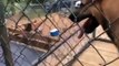 LiveLeak.com - Dog knocks out skateboarder by grabbing his board during trick