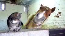 Cat and horse are friends