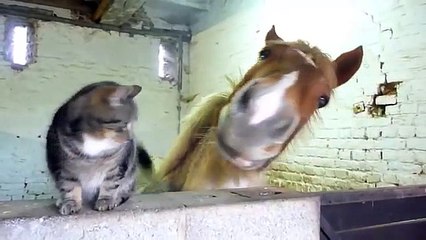 Cat and horse are friends