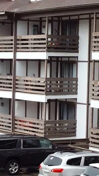 Un ours descend 3 étages d'un immeuble par les balcons
