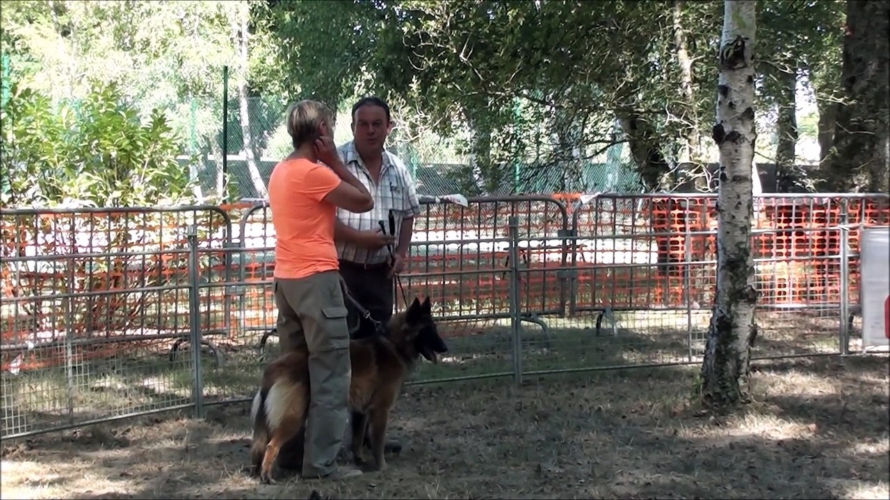 LA CKALIKSOU élevage de B.B. Tervueren. Nickel (nichée 2014)