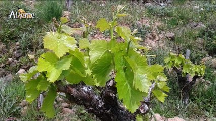 Entrevista al enologo de Cámbrico en MI Pulpito a la Gallega