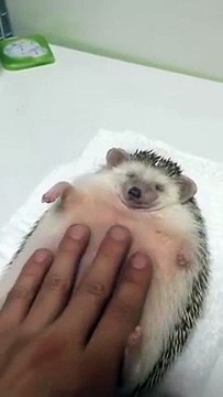 Un herisson adorable se fait masser et adore ca