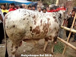 Qurbani Eid In Bangladesh