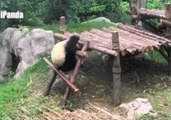 Panda Abandons Friend Trying to Climb Ladder