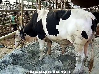 Qurbani Eid In Bangladesh 2011